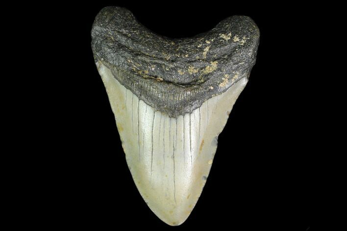 Fossil Megalodon Tooth - North Carolina #129961